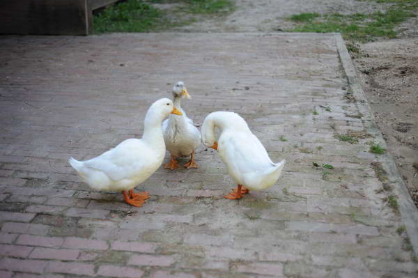 Ducks-5-14-09-055-DDeRosaPhotos.jpg