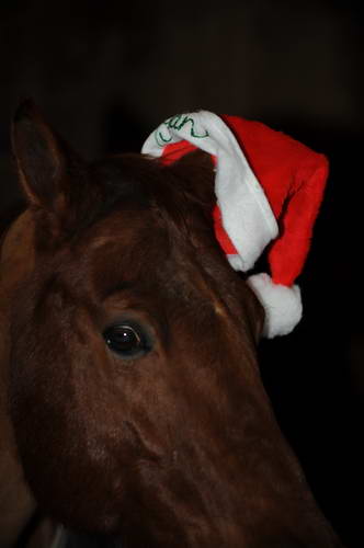 Horses-12-20-09-84-DDeRosaPhoto.jpg