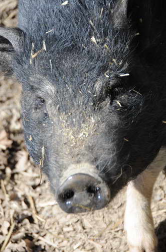 Pig-5-5-09-38-DDeRosaPhoto.jpg