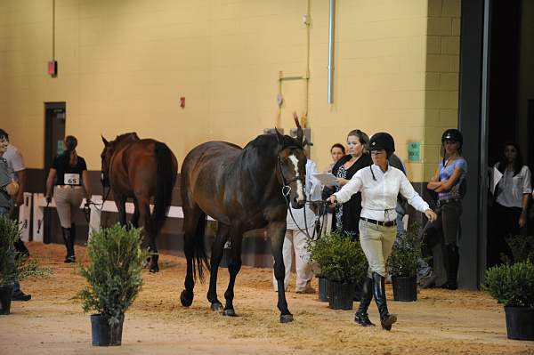USHJA-Derby-8-19-10-Jog-DER_6894-DDeRosaPhoto.JPG
