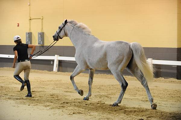 USHJA-Derby-8-19-10-Jog-DER_6941-DDeRosaPhoto.JPG