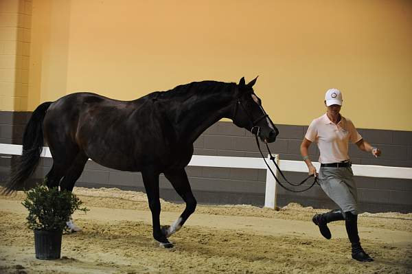 USHJA-Derby-8-19-10-Jog-DER_7048-DDeRosaPhoto.JPG