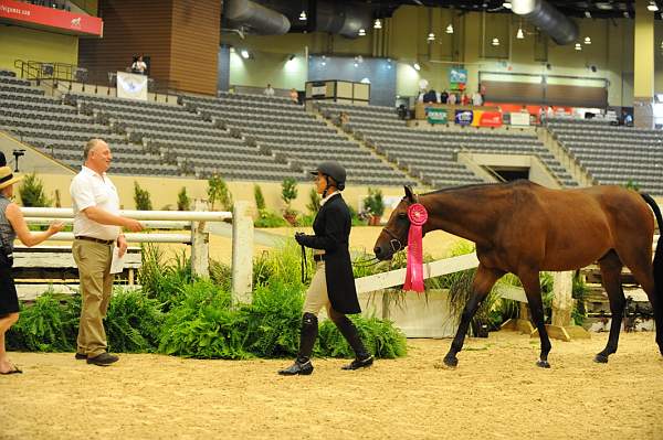USHJA-Derby-8-20-10-DER_9100-QRnd1-Peridot-TammyProvost-DDeRosaPhoto.jpg