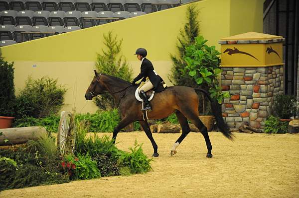 USHJA-Derby-8-21-10-CrseWk-Parade-DER_9396-RockStar-LouiseSerio-DDeRosaPhoto.jpg