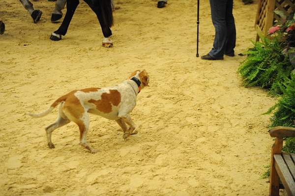 USHJA-Derby-8-20-10-CrseWk-DER_7388-DDeRosaPhoto.jpg
