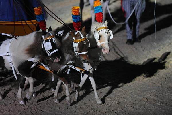 WEG1-9-22-10-Miramar_0393-DDeRosaPhoto.jpg