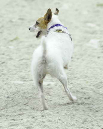 WIHS2-10-28-10-4558-DDeRosaPhoto.JPG