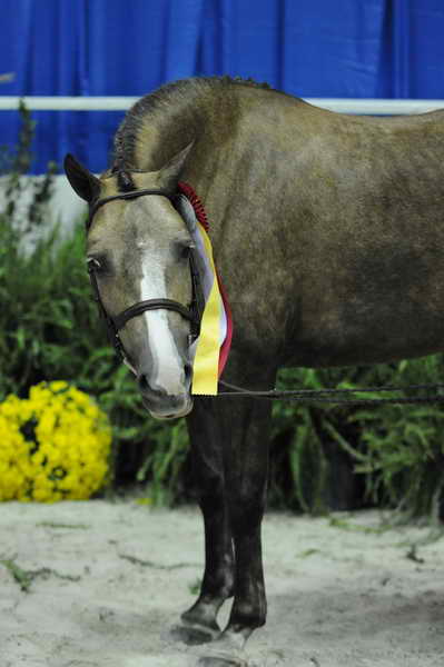 WIHS-10-25-09-MedPnyResChamp-DSC_2154-PromiseToo-VictoriaColvin-DDeRosaPhoto.JPG