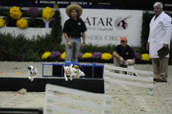 Terriers-WIHS2-10-30-10-8624-DDeRosaPhoto.JPG