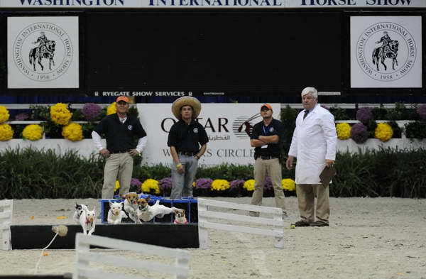 Terriers-WIHS2-10-30-10-8630-DDeRosaPhoto.JPG