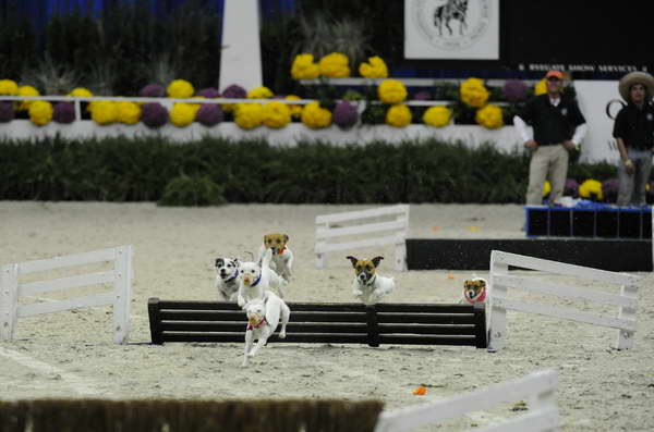 Terriers-WIHS2-10-30-10-8637-DDeRosaPhoto.JPG