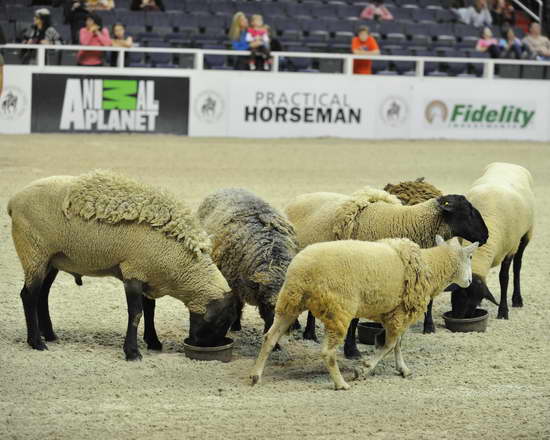 WIHS3-10-27-11-MuttonBusting-2629-DDeRosaPhoto.JPG
