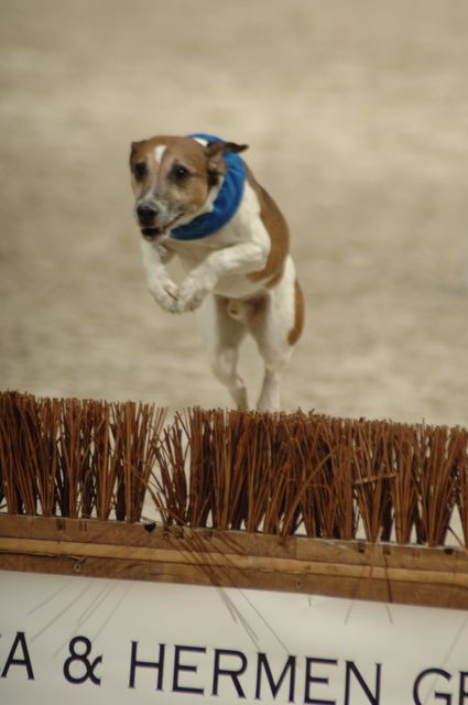6-WIHS-10-29-05-Terriers-DDPhoto.JPG