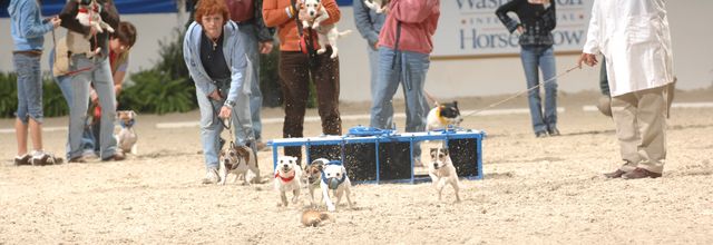 722-Terriers-WIHS-10-27-06-&copy;DeRosaPhoto.JPG