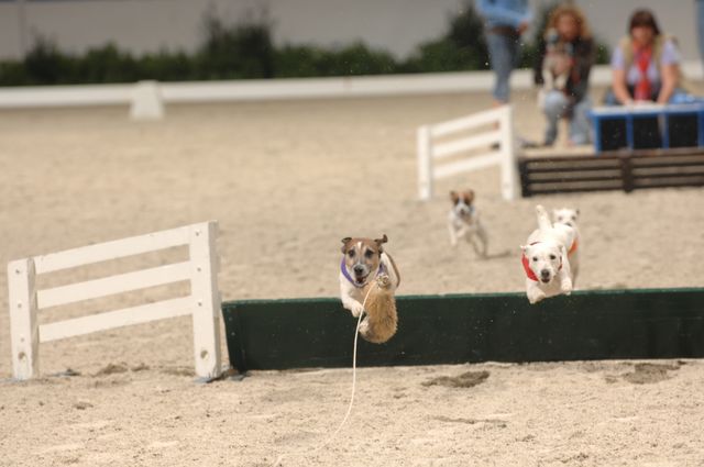 730-Terriers-WIHS-10-27-06-&copy;DeRosaPhoto.JPG