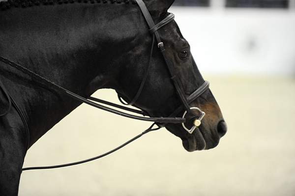 WIHS-10-22-09-DSC_4056-Capone-MadelineThatcher-SmJrHtr15U-Misc-DDeRosaPhoto.jpg