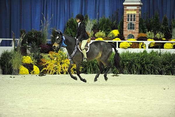 WIHS-10-24-09-Cl185WIHSPnyEqFinals-DER_8353-Tango-MadelynKeck-AllTheBest-VictoriaColvin-Ponies-DDeRosaPhoto.jpg