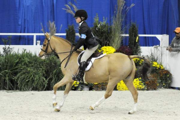 WIHS-10-25-09-MedPny-DSC_1806-BenleaAristocrat-ChloeReid-Ponies-DDeRosaPhoto.jpg