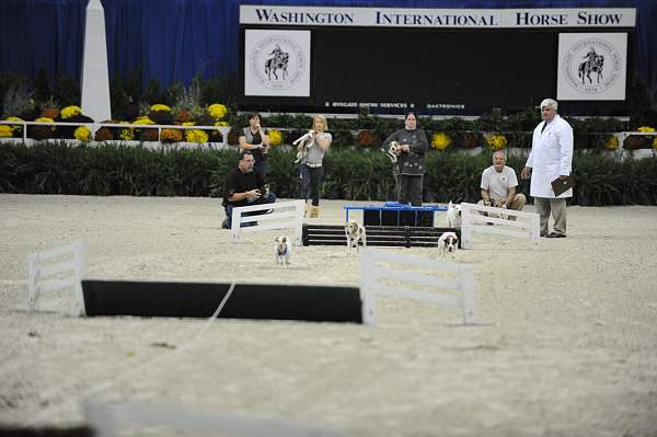 WIHS-10-22-09-DSC_6707-Terriers-DDeRosaPhoto.jpg