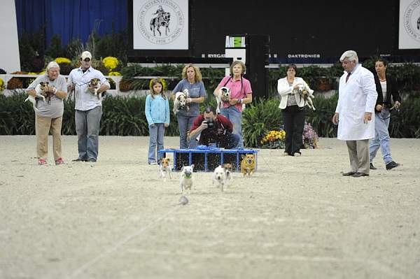 WIHS-10-23-09-DER_7257-Terriers-DDeRosaPhoto.jpg
