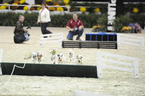 WIHS-10-23-09-DER_7297-Terriers-DDeRosaPhoto.jpg