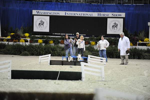 WIHS-10-24-09-DSC_0576-Terriers-DDeRosaPhoto.jpg
