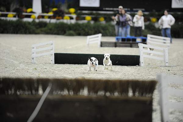 WIHS-10-24-09-DSC_0582-Terriers-DDeRosaPhoto.jpg