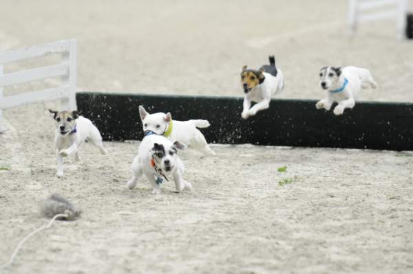 WIHS-10-24-09-DSC_0596-Terriers-DDeRosaPhoto.jpg