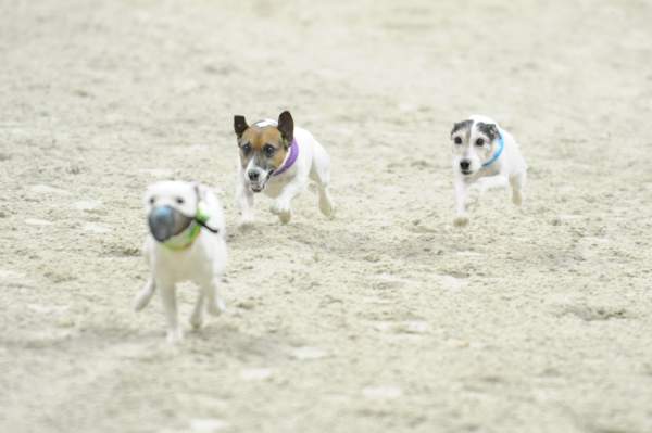 WIHS-10-25-09-DSC_3357-Terriers-DDeRosaPhoto.jpg