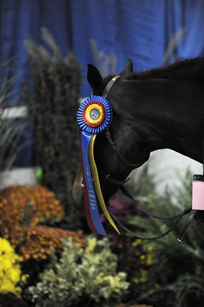 WIHS-10-25-09-DSC_2150-Tuscany-DDeRosaPhoto.jpg