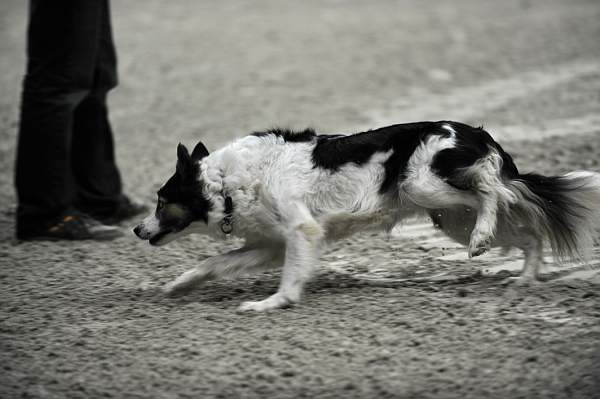 WIHS-10-23-09-DER_7535-ZakGeorge-DDeRosaPhoto.jpg