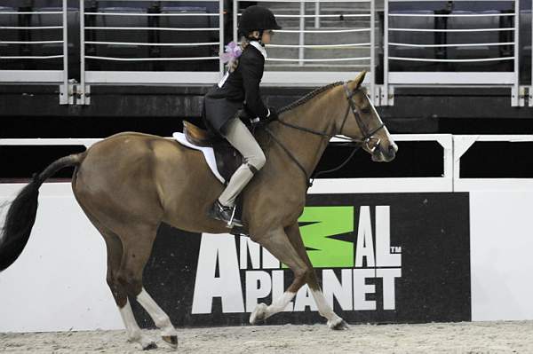 WIHS-10-25-09-LgPnyStke-DSC_2365-Braveheart-AllisonToffolon-Sponsors-AnimalPlanet-DDeRosaPhoto.jpg