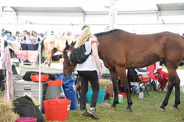 WEG2-Endurance-8-28-14-6664-DDeRosaPhoto