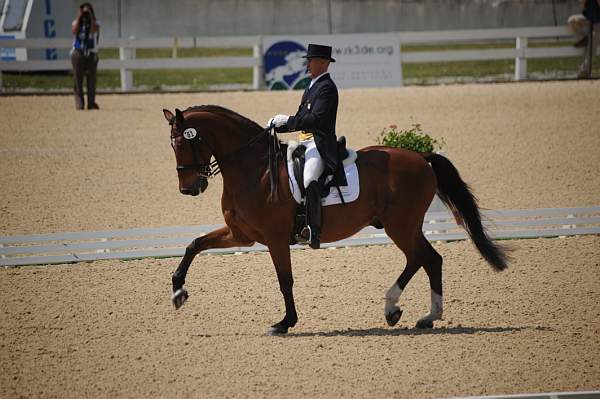 WEG-DRTst-4-21-10-0699-LuckyTiger-PierreStJacques-DDeRosaPhoto.jpg