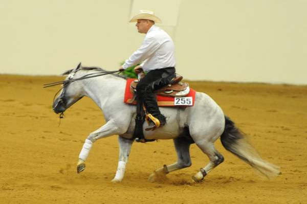WEG-7-21-09-0144-ReiningTest-DellHendricks-StarbucksSidekick-DDeRosaPhoto.jpg