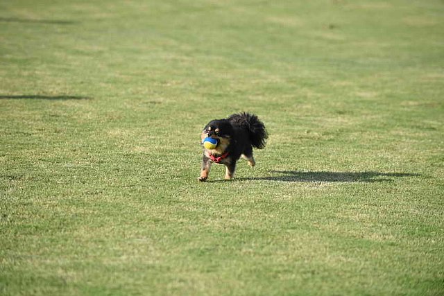 IPC-Polo-1-1-17-1281-DDeRosaPhoto