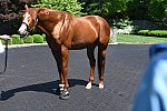 AHP-TOUR-5-12-22-8603-DDeRosaPhoto