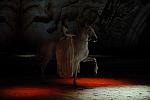 Cavalia-6-8-10-122-DDeRosaPhoto.jpg