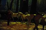 Cavalia-6-8-10-232-DDeRosaPhoto.jpg