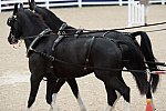 Devon-Coaching-5-29-14-6716-DDeRosaPhoto