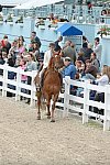 Devon-Saddlebreds-5-29-14-6580-DDeRosaPhoto
