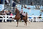 Devon-Saddlebreds-5-29-14-6639-DDeRosaPhoto