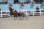Devon-Saddlebreds-5-29-14-6854-DDeRosaPhoto