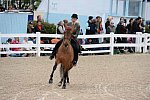 Devon-Saddlebreds-5-29-14-6923-CHSpurwintsQueen-AliceUnder-DDeRosaPhoto