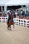 Devon-Saddlebreds-5-29-14-6961-DDeRosaPhoto