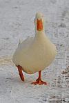 Animals-12-20-09-17-DDeRosaPhoto.jpg