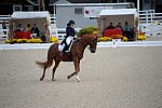 Dressage-at-Devon-9-27-13-4786-DDeRosaPhoto