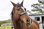 MARLEY'S ROUND UP-4-9-22-8206-DDeRosaPhoto
