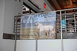 EQUUSFF-11-2016-8281--DDeRosaPhoto