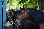 GALLOPNYC-5-22-2022-4121-DDeRosaPhoto